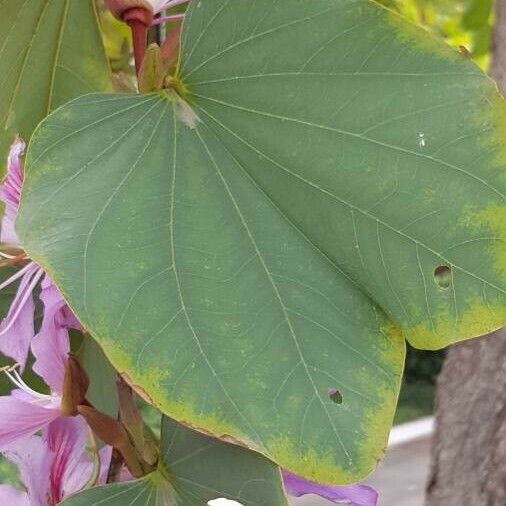 Bauhinia variegata Frunză