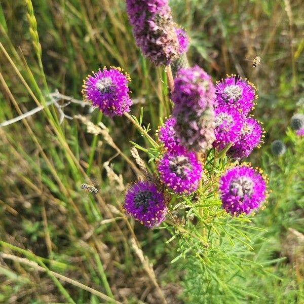 Dalea purpurea Květ