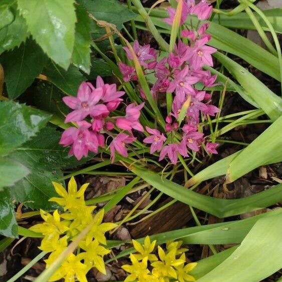 Allium oreophilum Õis