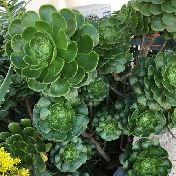 Aeonium arboreum Leaf