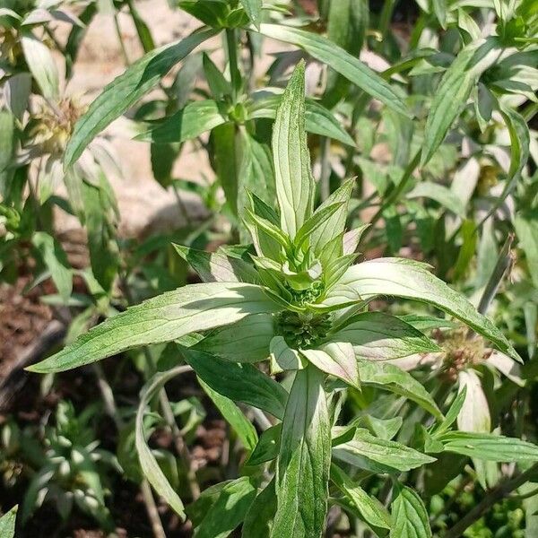 Monarda punctata Leaf