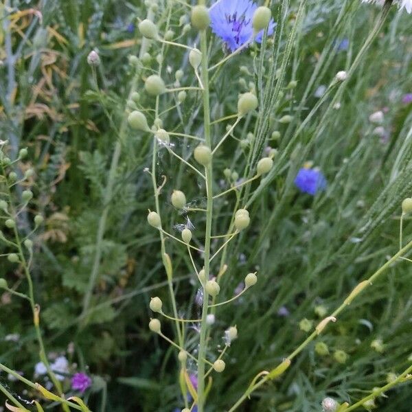 Camelina sativa Flower