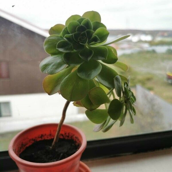 Aeonium castello-paivae Blad