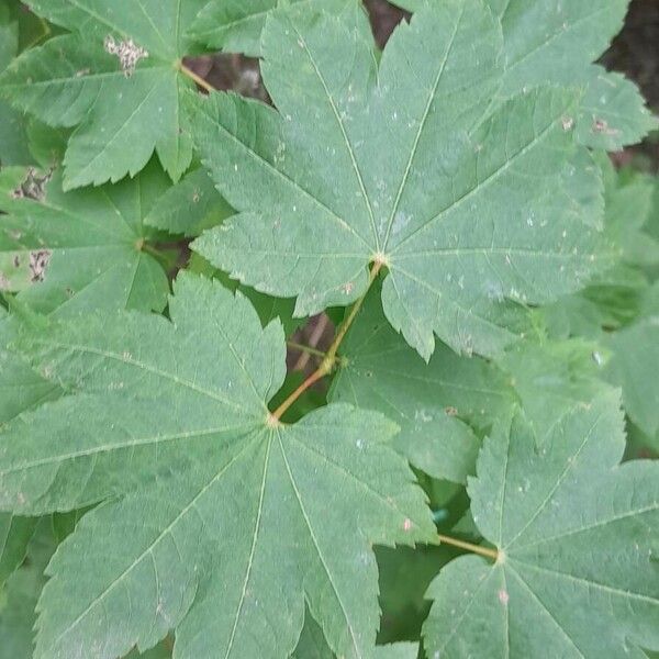 Acer circinatum 葉