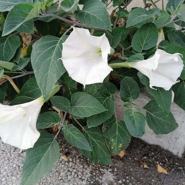 Datura innoxia 花