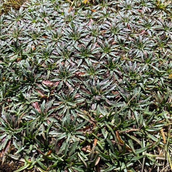 Plantago tubulosa 葉