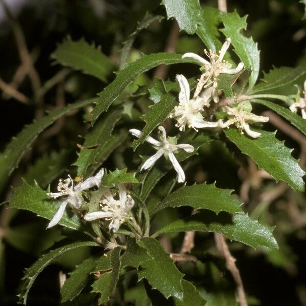Hoheria angustifolia 花