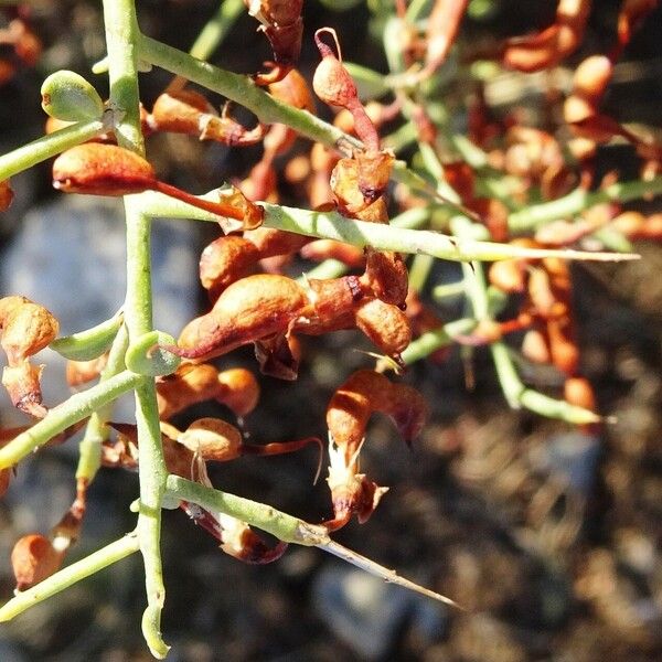 Alhagi maurorum Fruit