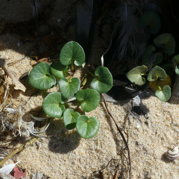 Calystegia soldanella Leaf