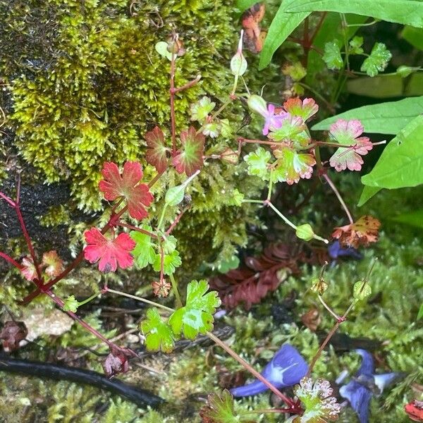 Geranium lucidum Leaf