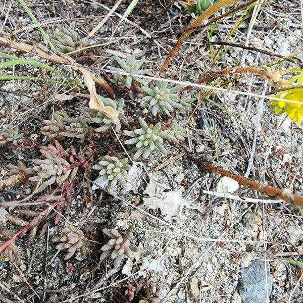 Sedum lanceolatum Leaf