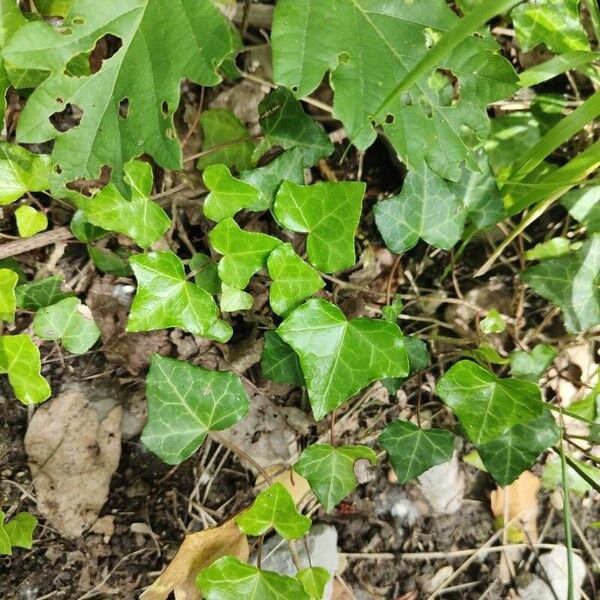 Hedera hibernica Folha