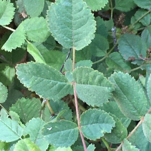 Rosa californica (California rose)