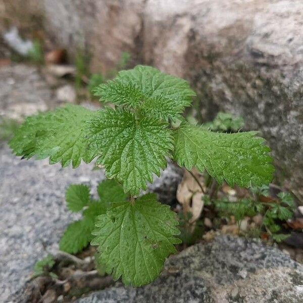 Urtica membranacea Habitus