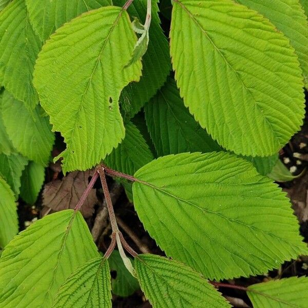 Viburnum plicatum Листок