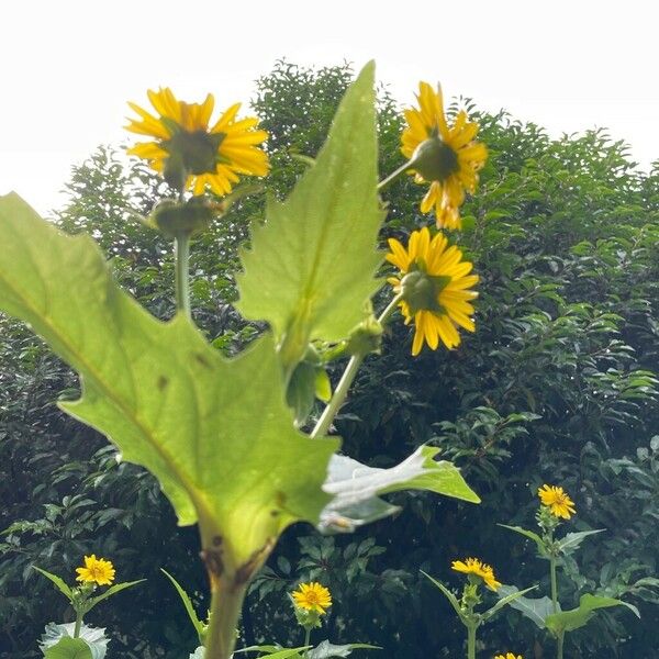 Silphium perfoliatum Virág