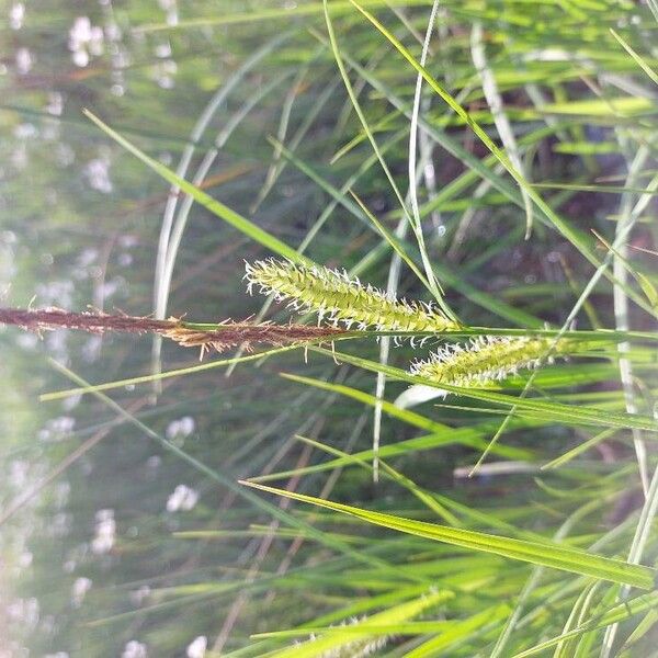 Carex vesicaria Квітка