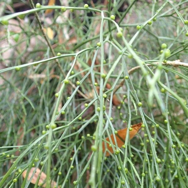 Psilotum nudum 葉