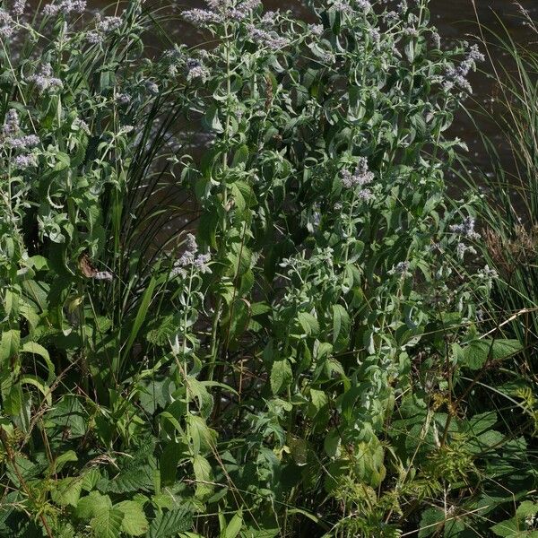 Mentha longifolia Fuelha