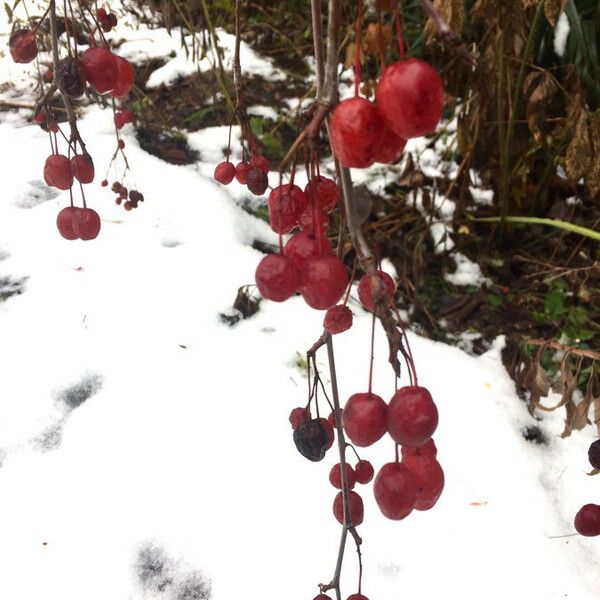 Prunus cerasus Frukt