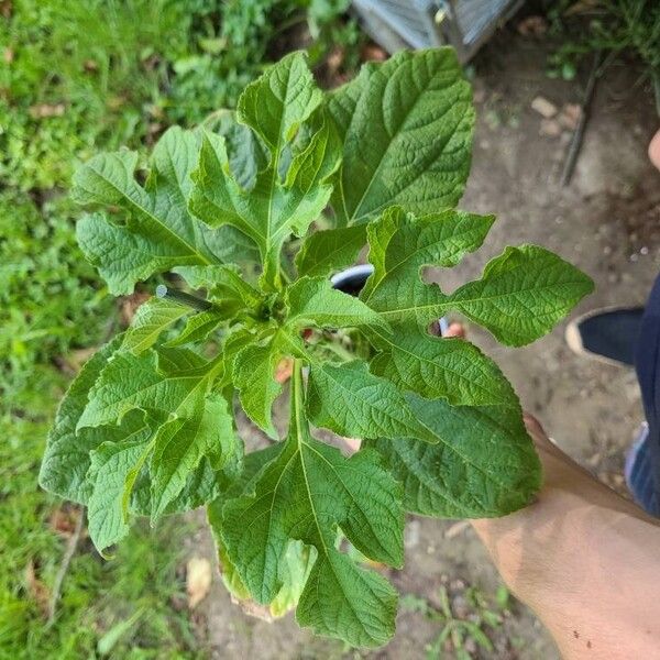 Tithonia rotundifolia Květ