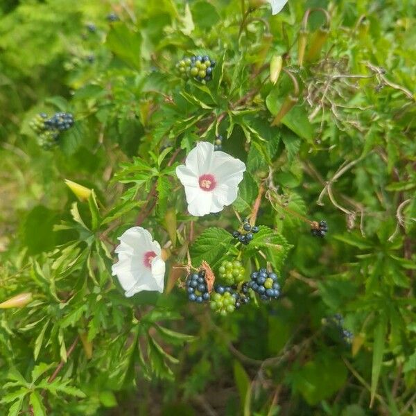 Merremia dissecta Blomst