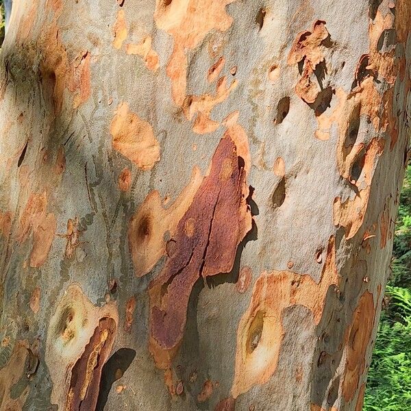 Angophora costata Bark