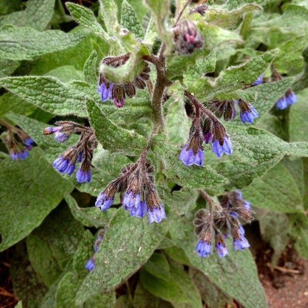 Symphytum officinale Flower