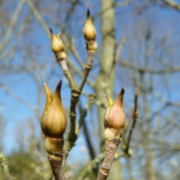 Magnolia denudata Flors