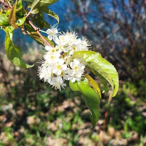 Prunus pensylvanica Blomma