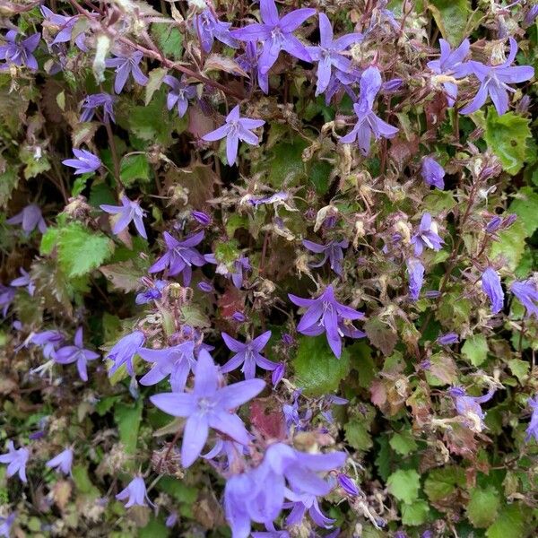 Campanula poscharskyana Flower