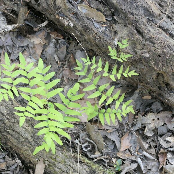 Osmunda spectabilis Blad