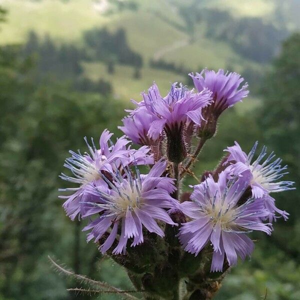 Cicerbita alpina Blomma