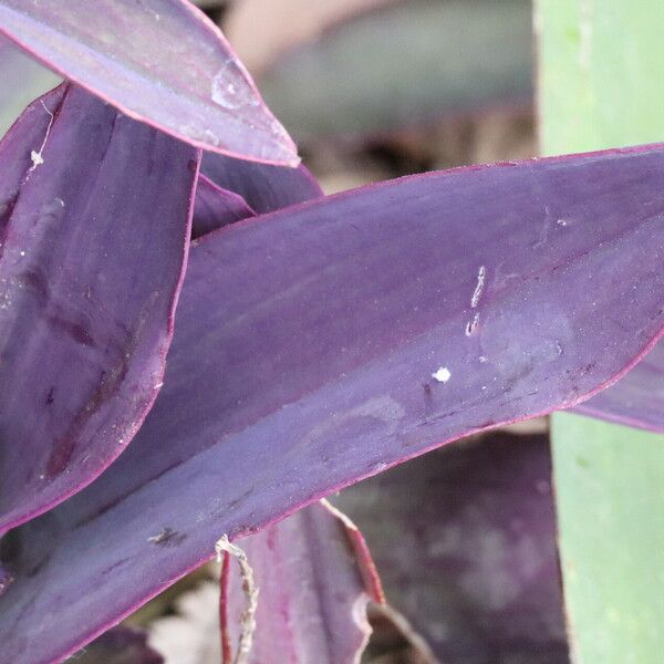 Tradescantia pallida Folio