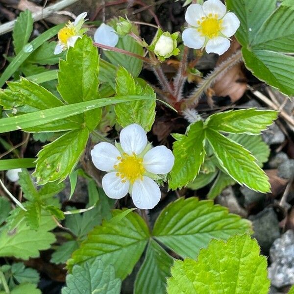 Fragaria viridis Levél