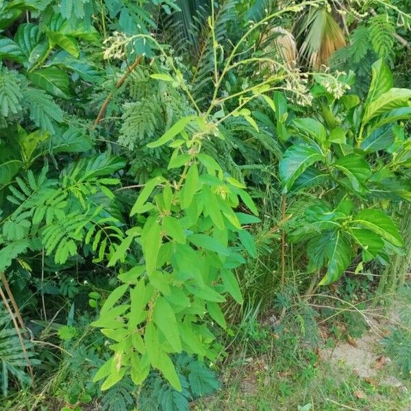 Desmodium tortuosum Habitus