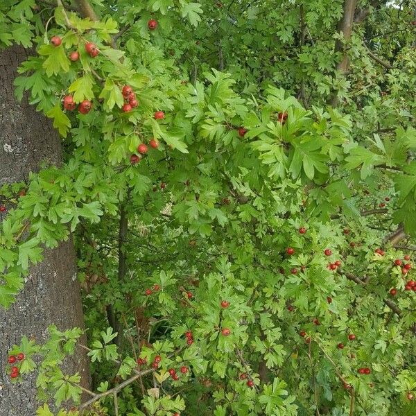 Crataegus monogyna Fruto