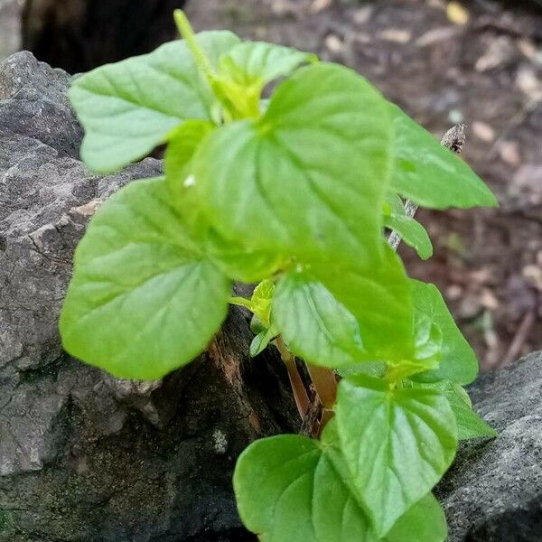 Peperomia pellucida Folha