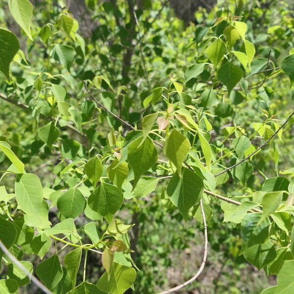 Triadica sebifera 整株植物