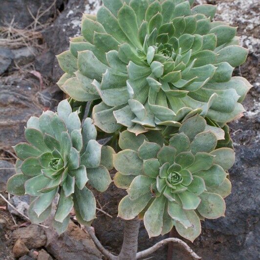 Aeonium percarneum Buveinė