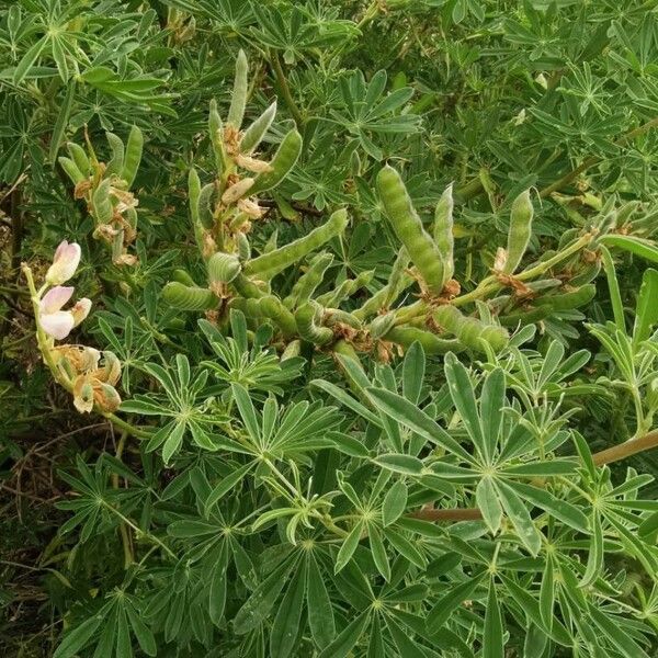 Lupinus albus ഇല