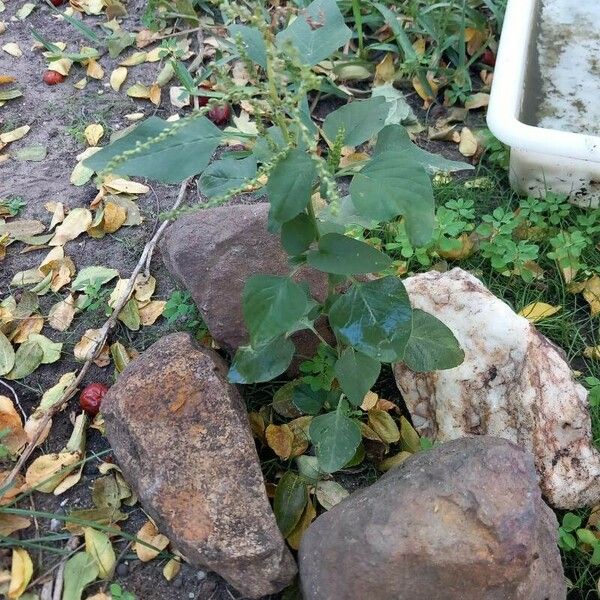 Amaranthus spinosus ᱥᱟᱠᱟᱢ