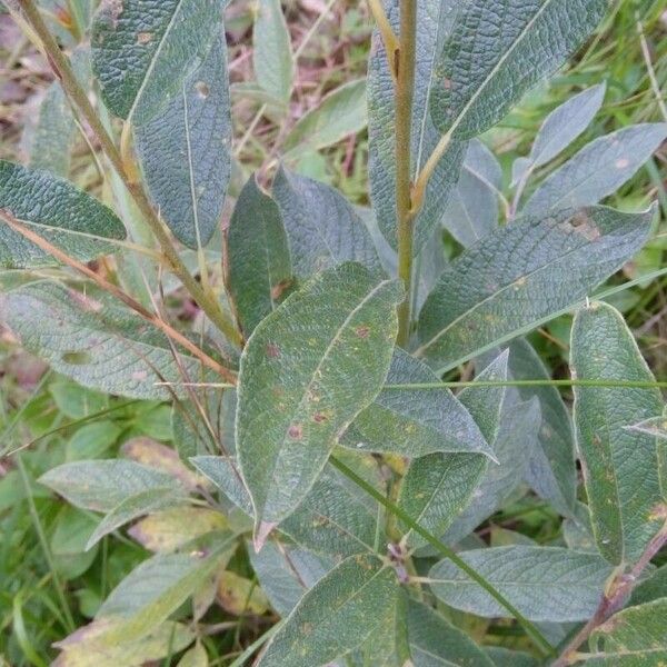 Salix lapponum Leht