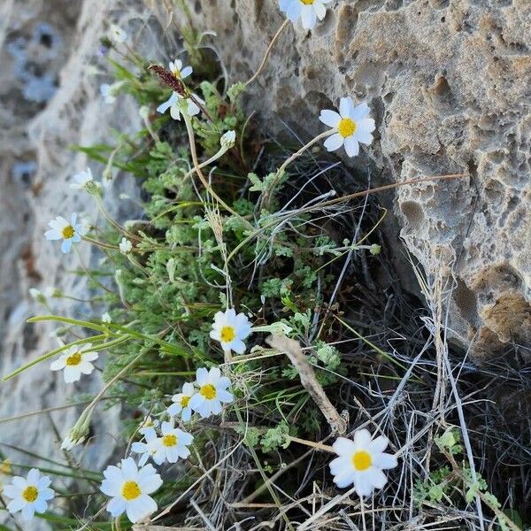 Anthemis odontostephana Outro