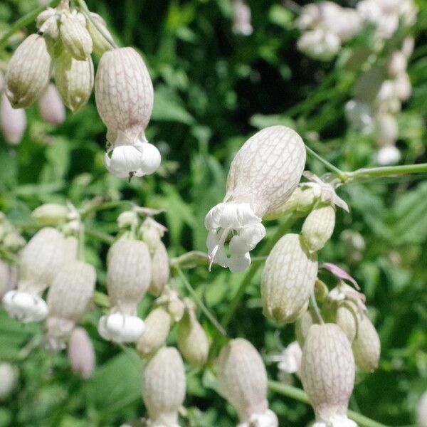 Silene vulgaris Fiore