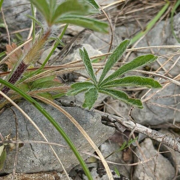 Potentilla hirta Folio