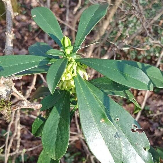 Daphne laureola 葉