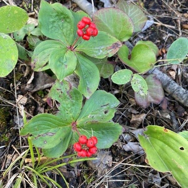 Cornus canadensis Fruit