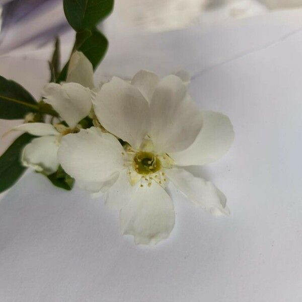 Exochorda racemosa Lorea