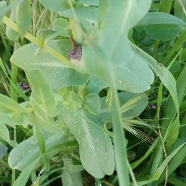 Cerinthe major Blatt